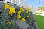 Daffodils in bloom in front of the house